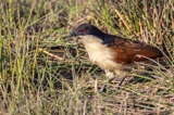 Coppery Tailed Coucal